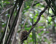 Tarsier 6 Bohol